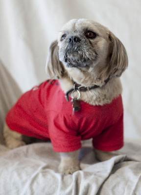 pet photographer juan carlos honors the life of this beautiful dog remembering cowboy